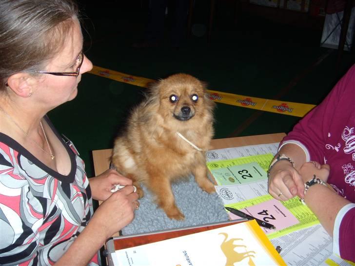Pomeranian Lulo von Red Bull billede 5