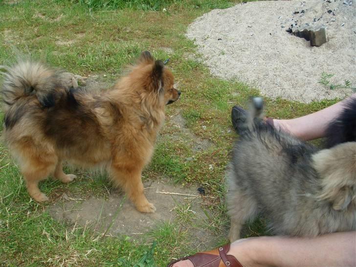 Pomeranian Lulo von Red Bull billede 6