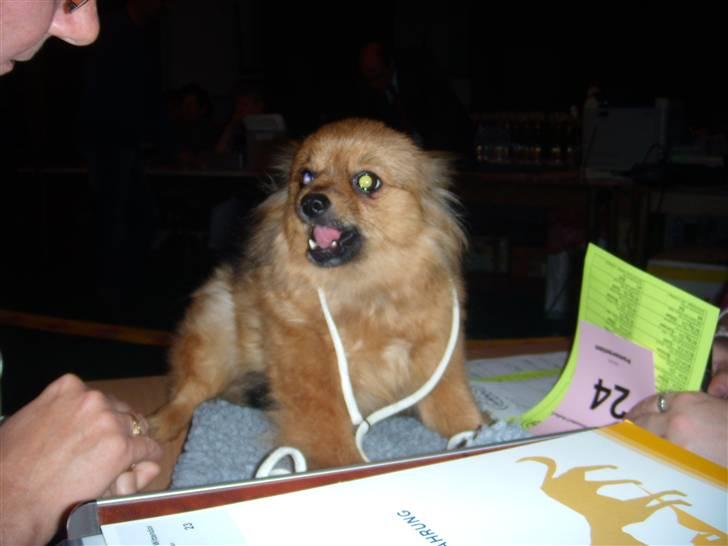 Pomeranian Lulo von Red Bull billede 7