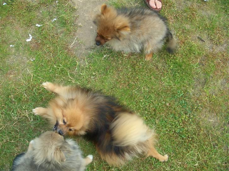 Pomeranian Lulo von Red Bull billede 8