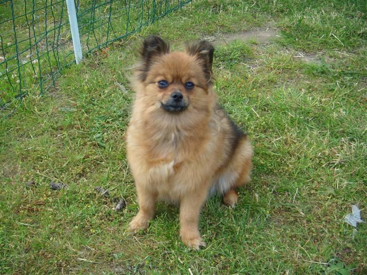 Pomeranian Lulo von Red Bull billede 9