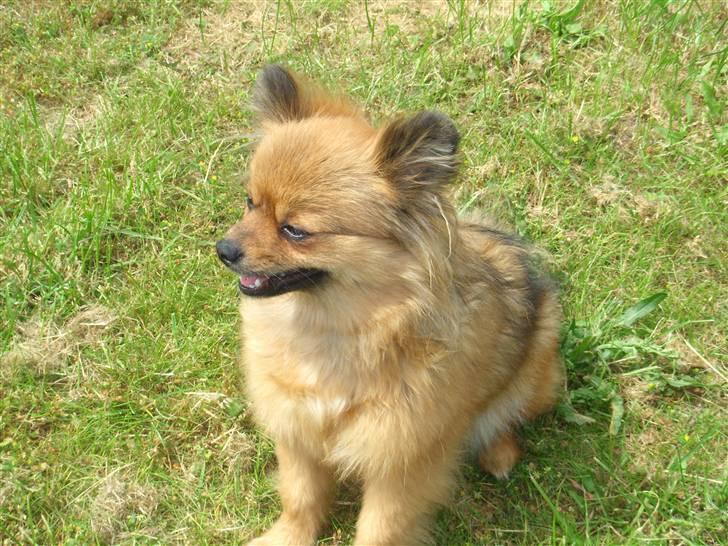 Pomeranian Lulo von Red Bull billede 10