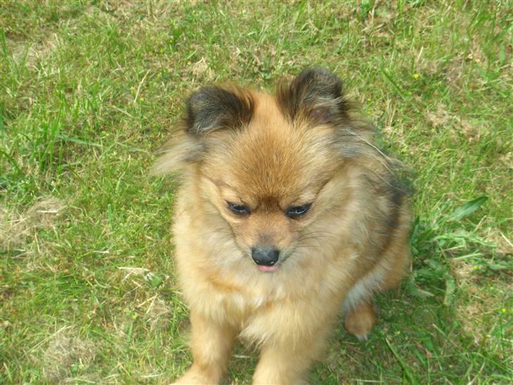 Pomeranian Lulo von Red Bull billede 11