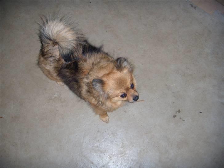 Pomeranian Lulo von Red Bull billede 12