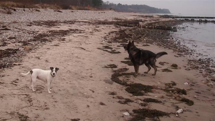 Dansk svensk gaardhund Lucky R.I.P  billede 10