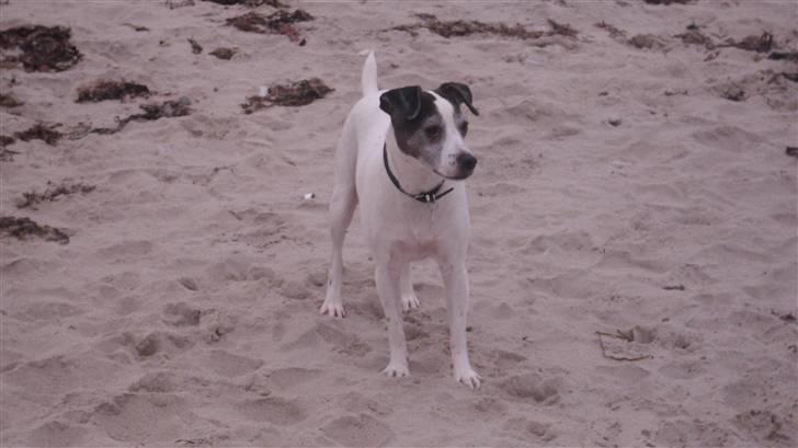 Dansk svensk gaardhund Lucky R.I.P  billede 11