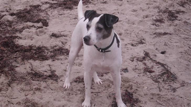 Dansk svensk gaardhund Lucky R.I.P  billede 12