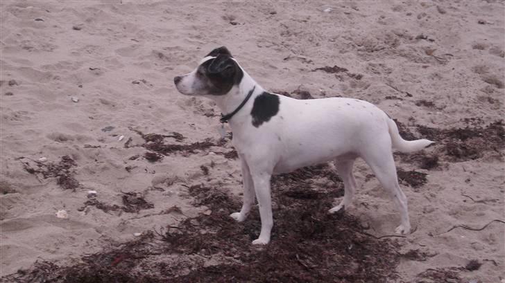 Dansk svensk gaardhund Lucky R.I.P  billede 13