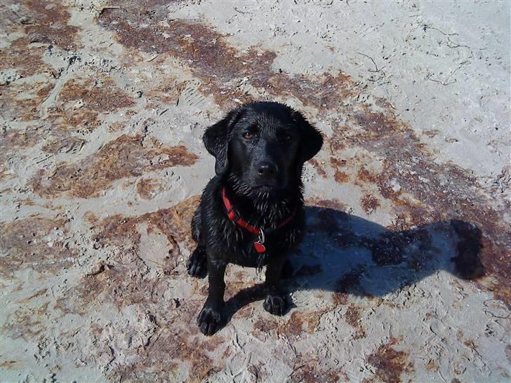 Labrador retriever Malou billede 8