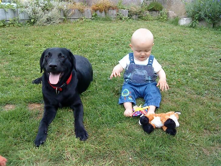 Labrador retriever Malou billede 9