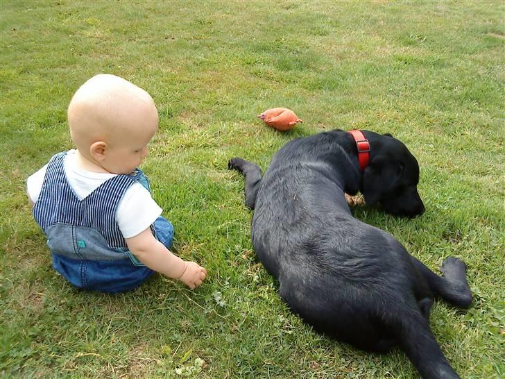 Labrador retriever Malou billede 10