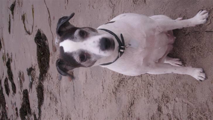 Dansk svensk gaardhund Lucky R.I.P  billede 14