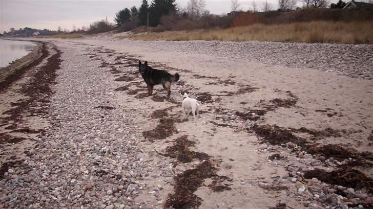 Dansk svensk gaardhund Lucky R.I.P  billede 15