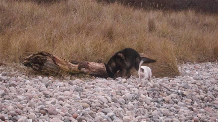 Dansk svensk gaardhund Lucky R.I.P  billede 16