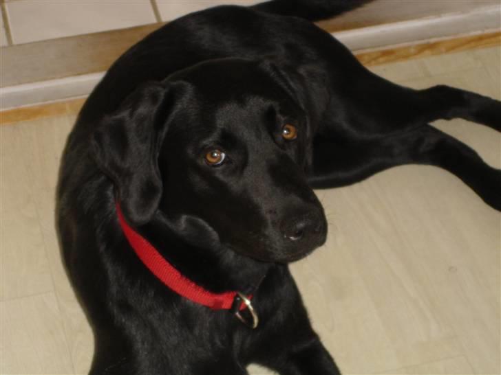 Labrador retriever Malou billede 12