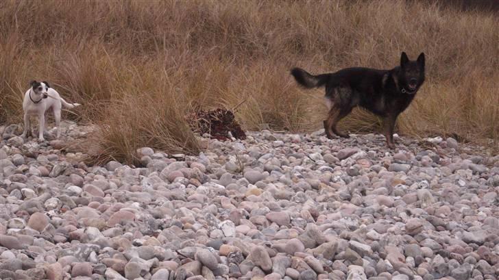 Dansk svensk gaardhund Lucky R.I.P  billede 17