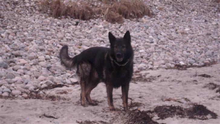 Schæferhund Sund hund Elliot (R.I.P.) billede 16