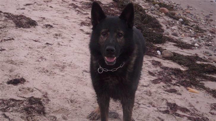 Schæferhund Sund hund Elliot (R.I.P.) billede 17