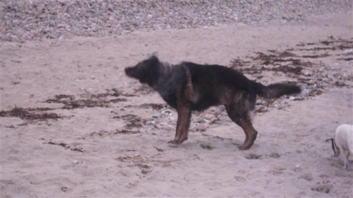 Schæferhund Sund hund Elliot (R.I.P.) billede 18