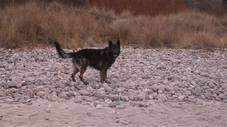 Schæferhund Sund hund Elliot (R.I.P.) billede 19