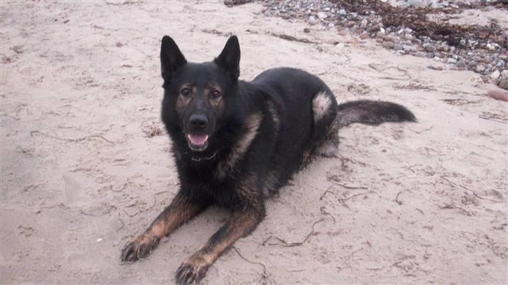 Schæferhund Sund hund Elliot (R.I.P.) billede 20