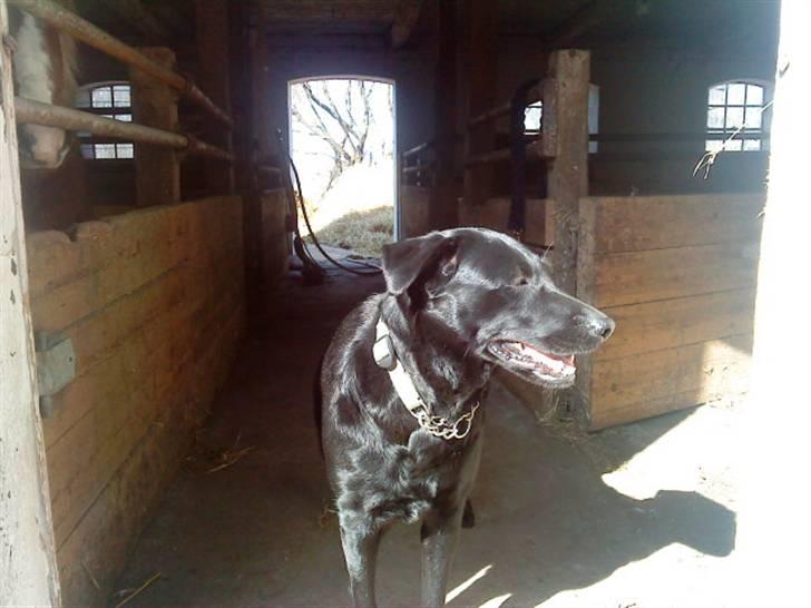 Blanding af racer Gabby billede 1