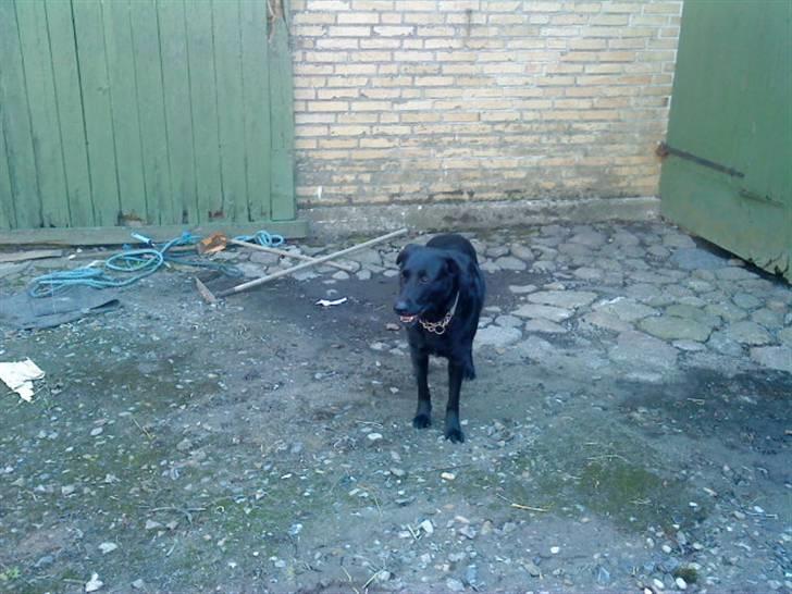 Blanding af racer Gabby billede 3