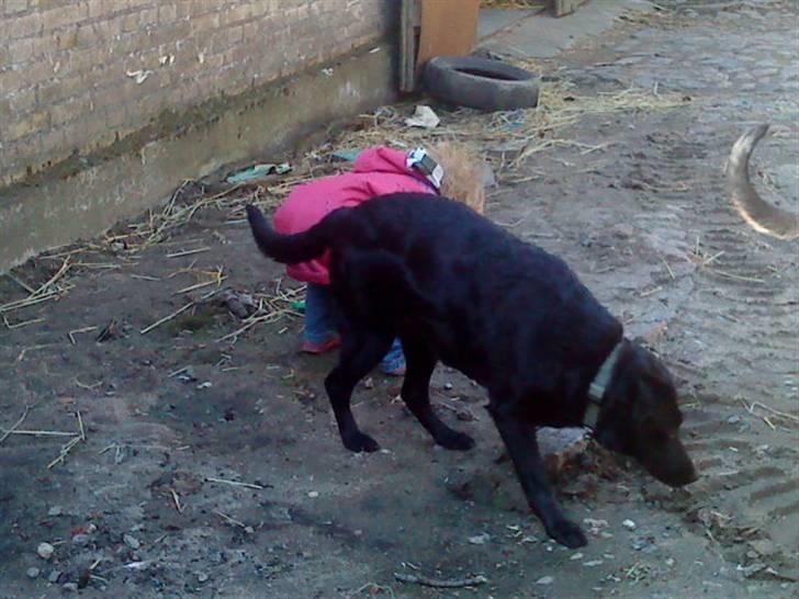 Blanding af racer Gabby billede 4