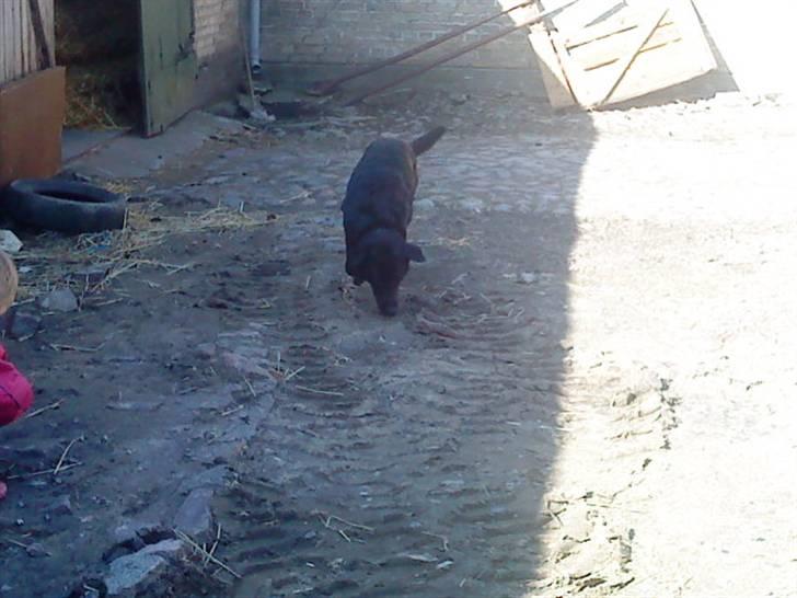 Blanding af racer Gabby billede 5