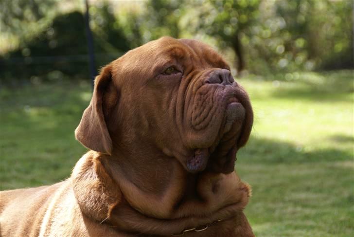 Dogue de bordeaux Osama De Tatouage   billede 1