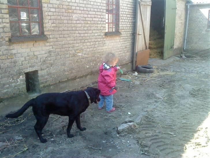 Blanding af racer Gabby billede 6