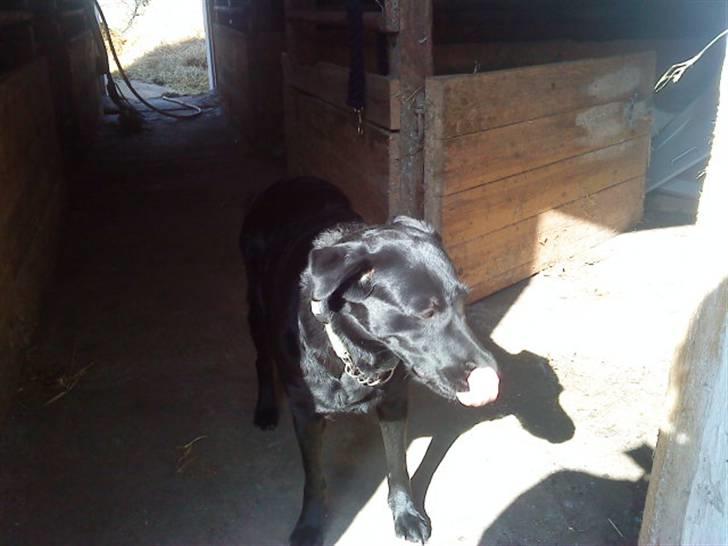 Blanding af racer Gabby billede 7