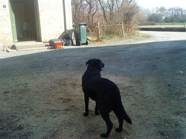 Blanding af racer Gabby billede 8