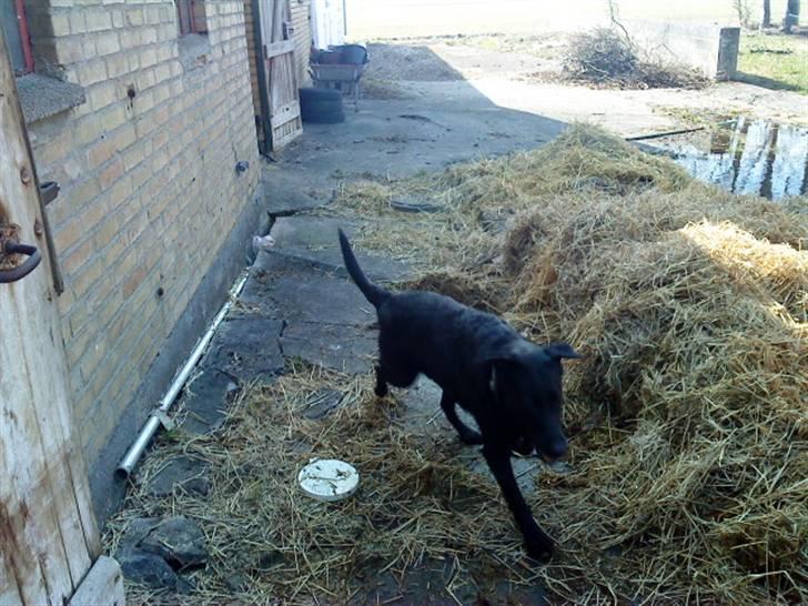 Blanding af racer Gabby billede 9