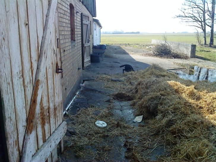 Blanding af racer Gabby billede 10