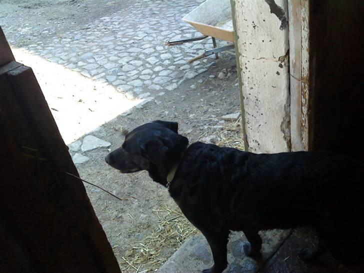 Blanding af racer Gabby billede 11