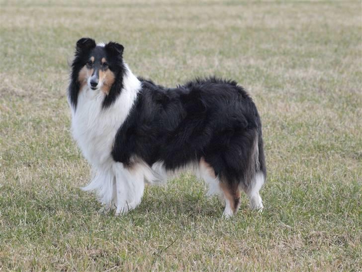 Collie langhåret Toffé billede 1
