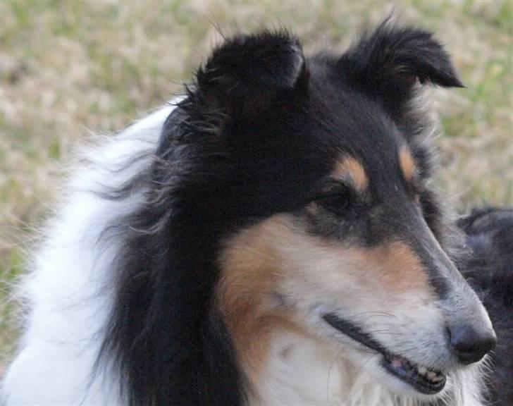 Collie langhåret Toffé billede 2