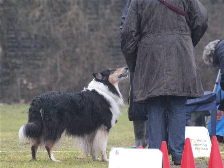 Collie langhåret Toffé - Meget koncentreret, sådan er jeg til Rally billede 3