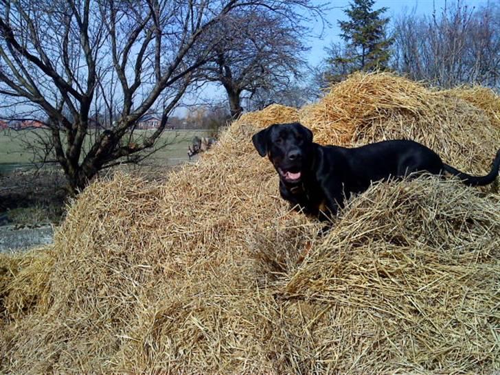 Blanding af racer Balder billede 15