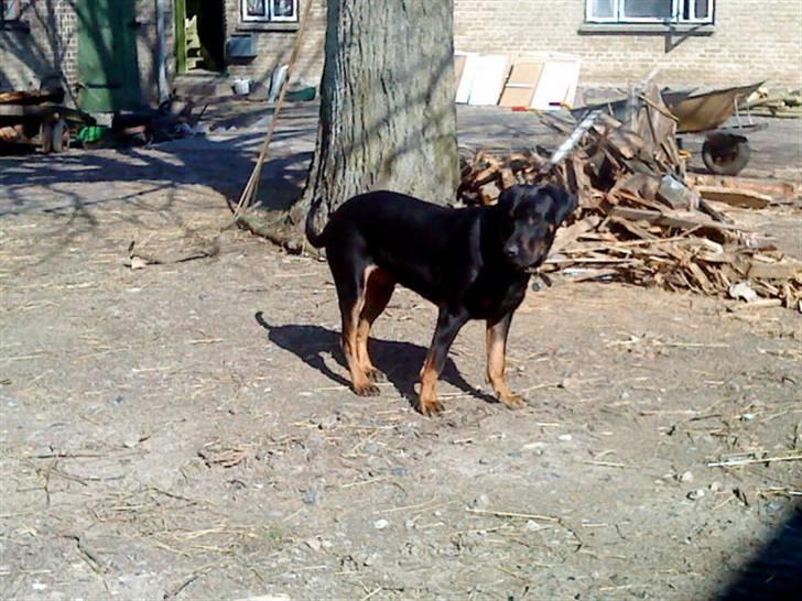 Blanding af racer Balder billede 16