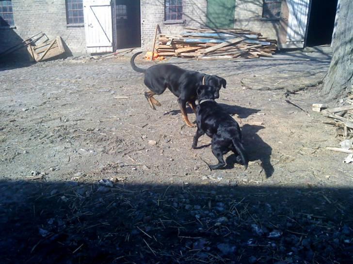 Blanding af racer Balder billede 17