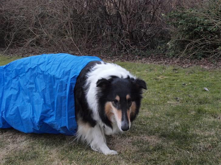 Collie langhåret Toffé - Jeg kan altså godt lidt agility billede 4
