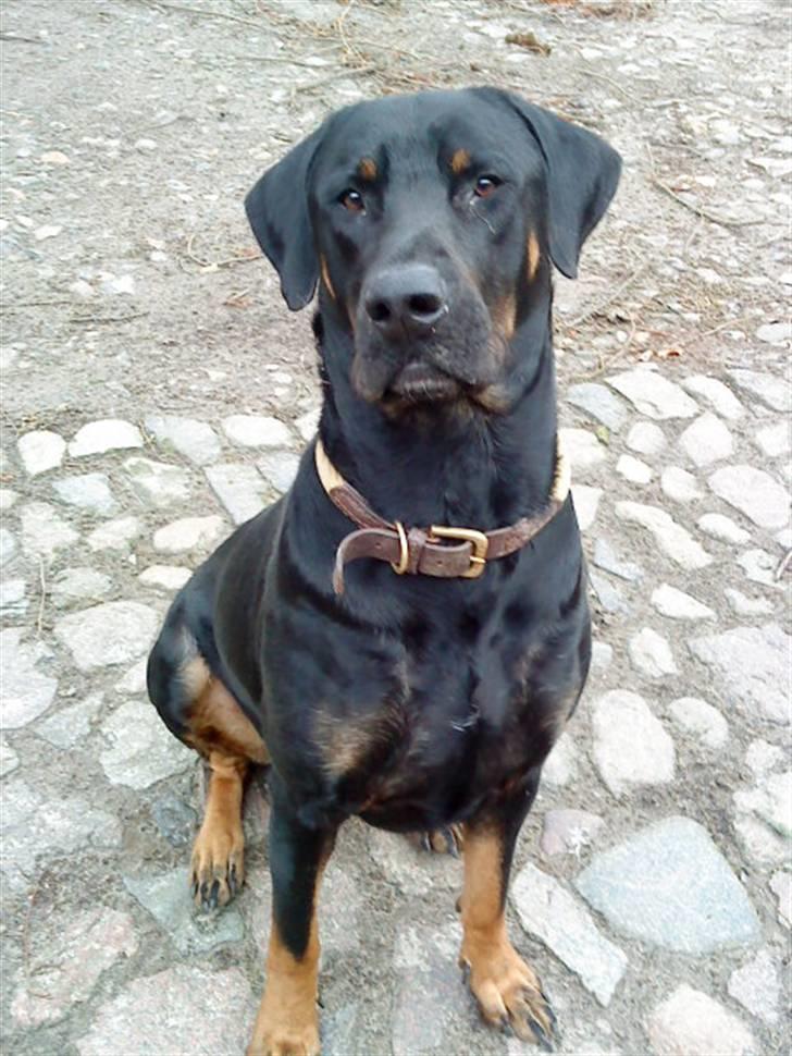 Blanding af racer Balder billede 18