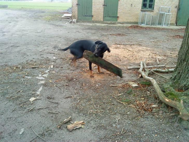 Blanding af racer Balder billede 19