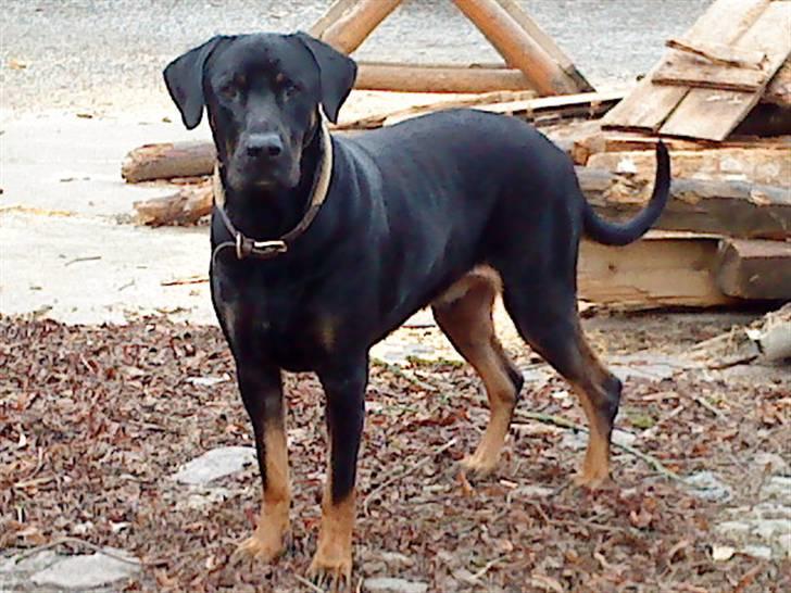 Blanding af racer Balder billede 20