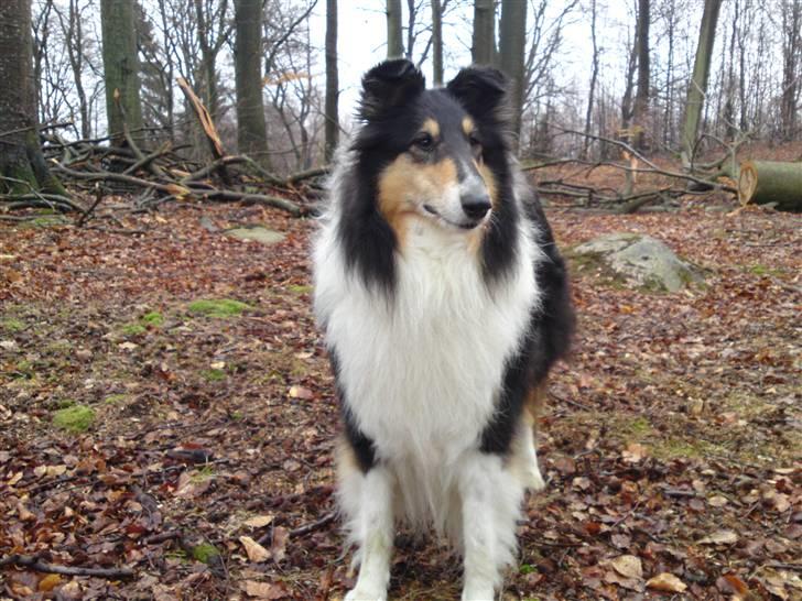 Collie langhåret Toffé billede 5