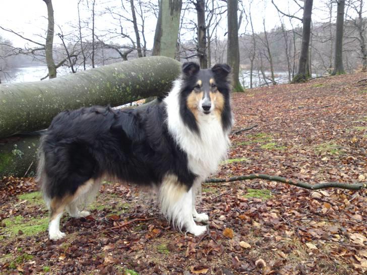 Collie langhåret Toffé billede 6