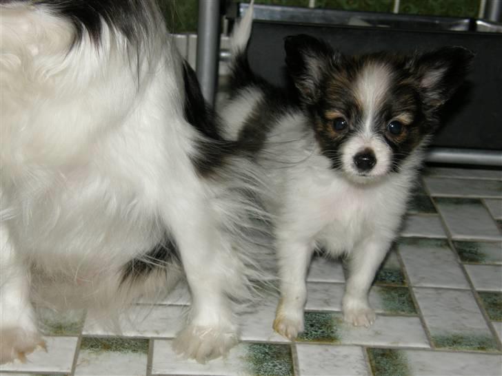 Papillon <3 FELIX <3 - Velkommen til Lille felix´s Profil <3 billede 1