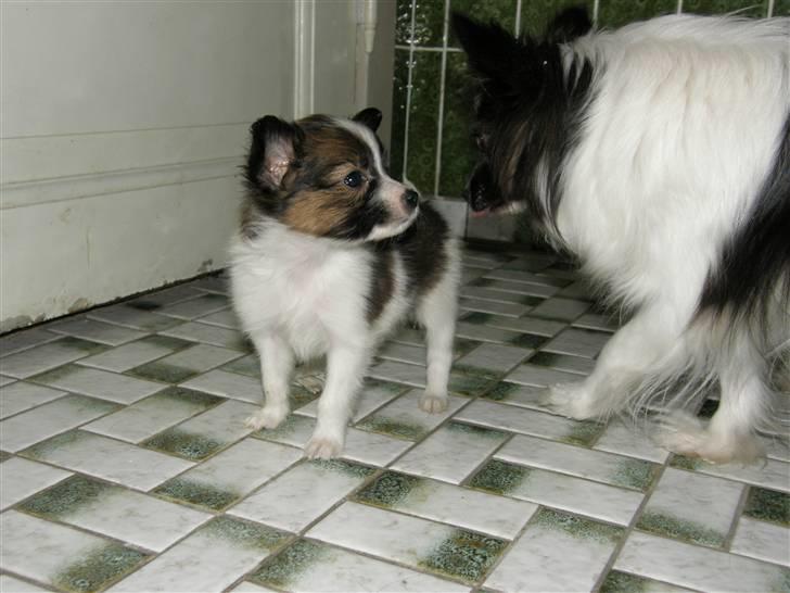 Papillon <3 FELIX <3 - Er jeg ikke fin:) billede 2